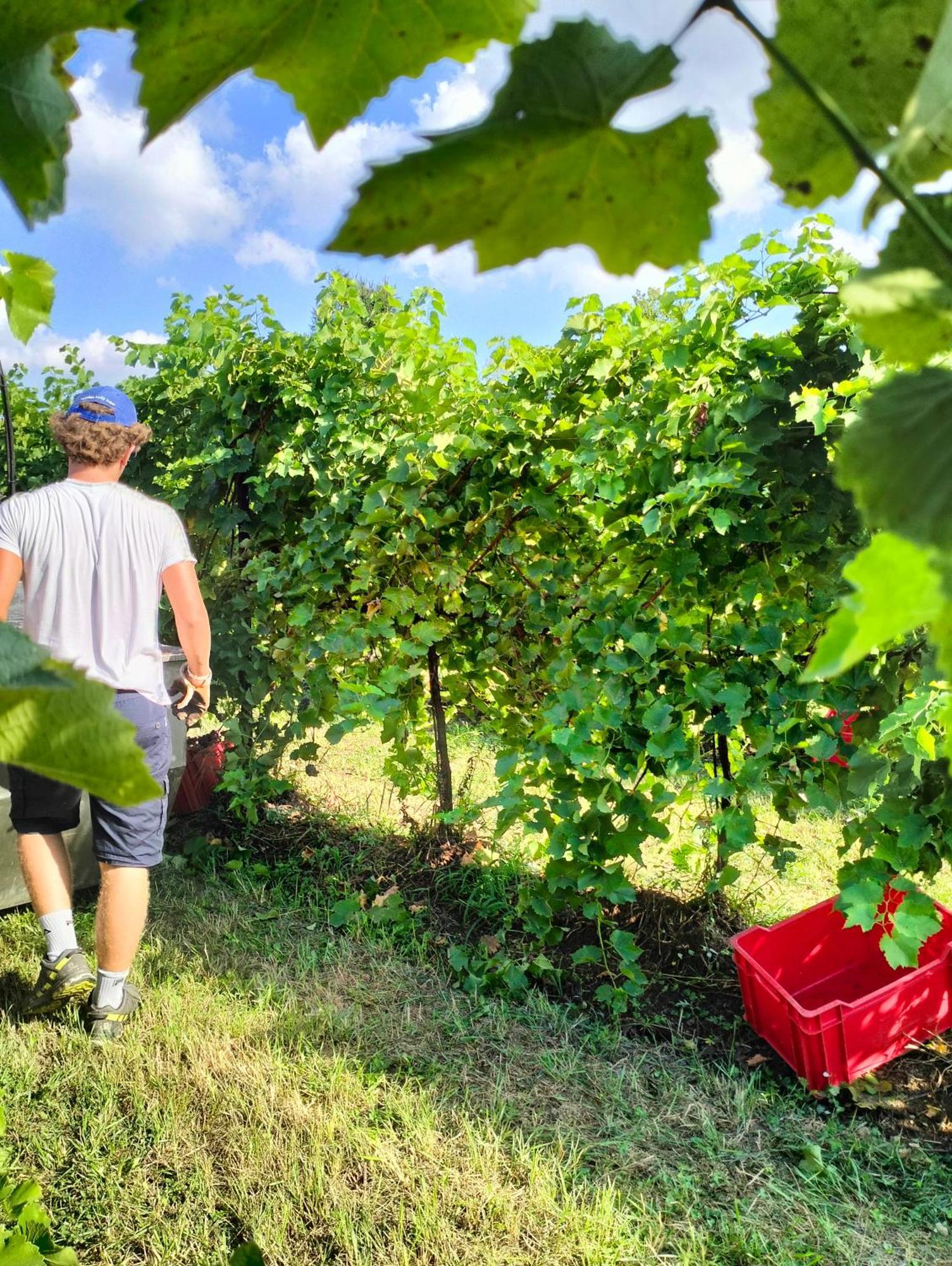 Barone Rosso Panzió Treviso Kültér fotó